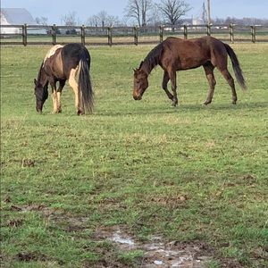 Horsing Around, wasn’t able to remove a sold item.